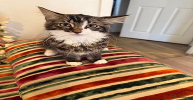 Mixed Breed cats - Advert 15