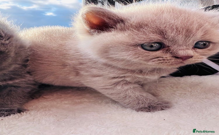 British Shorthair cats - Advert 15