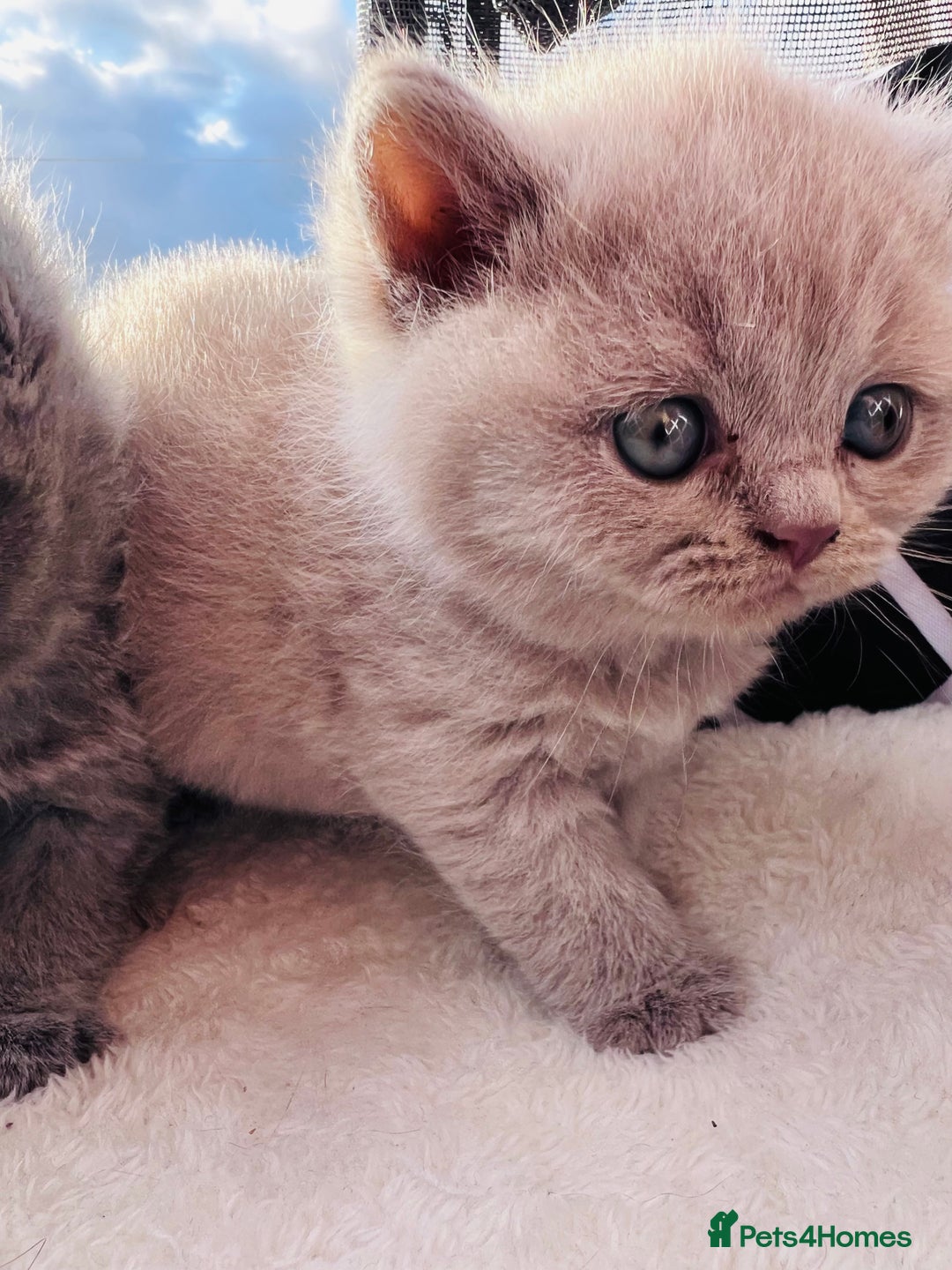 British Shorthair cats for sale: British short hair  - Image 1