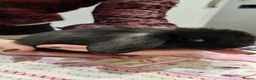 Mini Lop rabbits for sale: Beautiful Mini lop looking good a home. - Advert 2