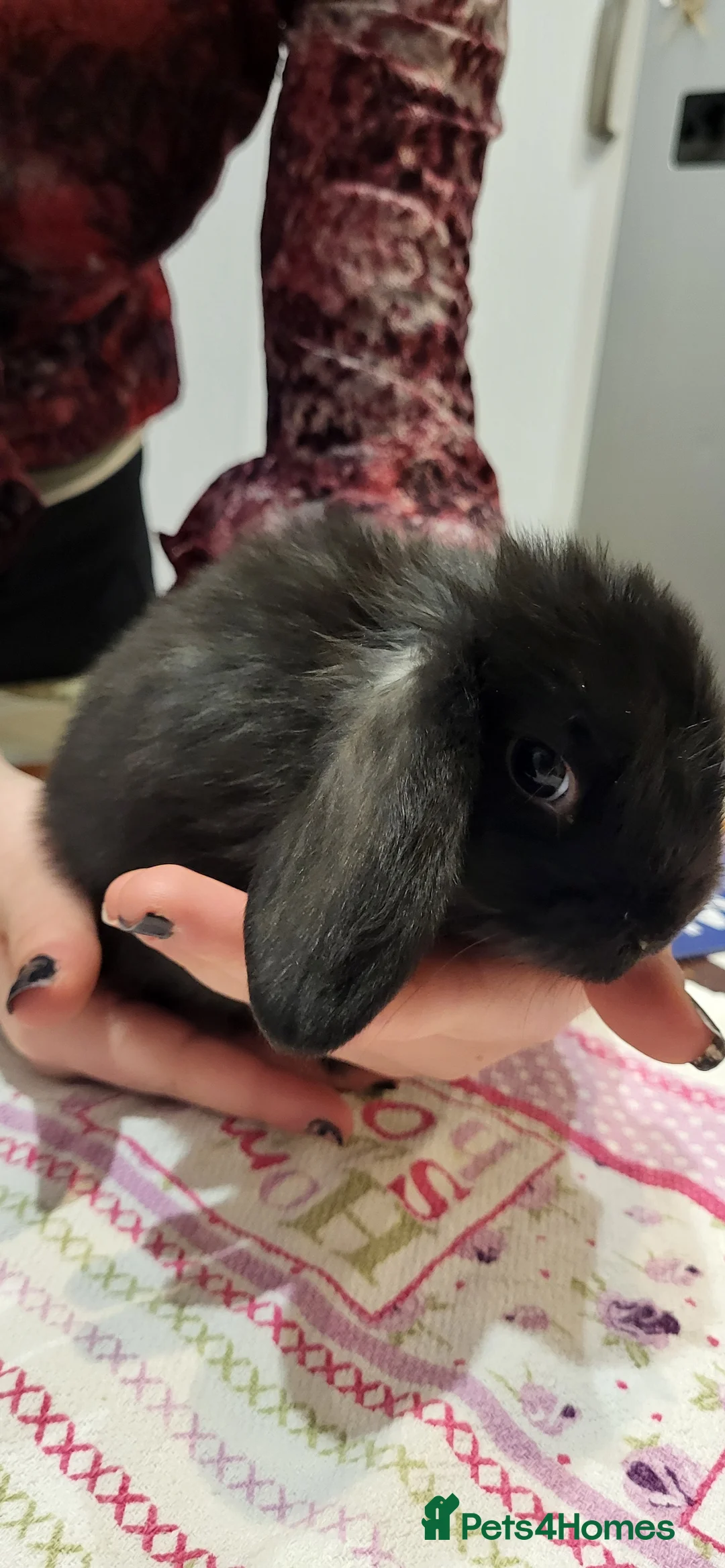 Mini Lop rabbits for sale: Beautiful Mini lop looking good a home. - Advert 2