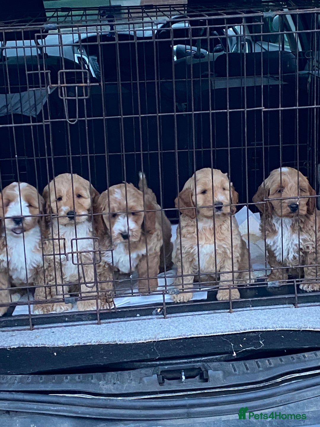 Cockapoo dogs for sale: Cockapoo puppies for sale  - Advert 4