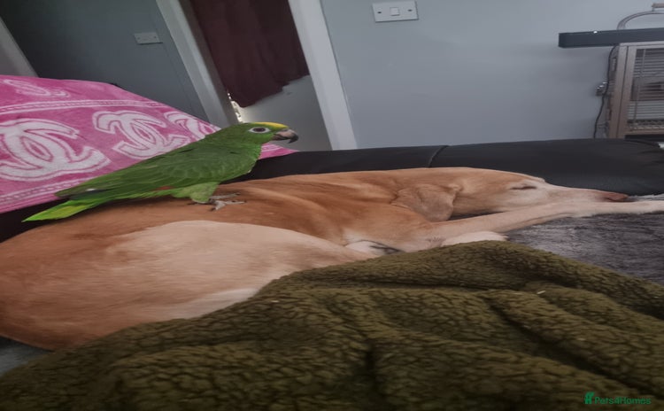 Parrots birds - Advert 1