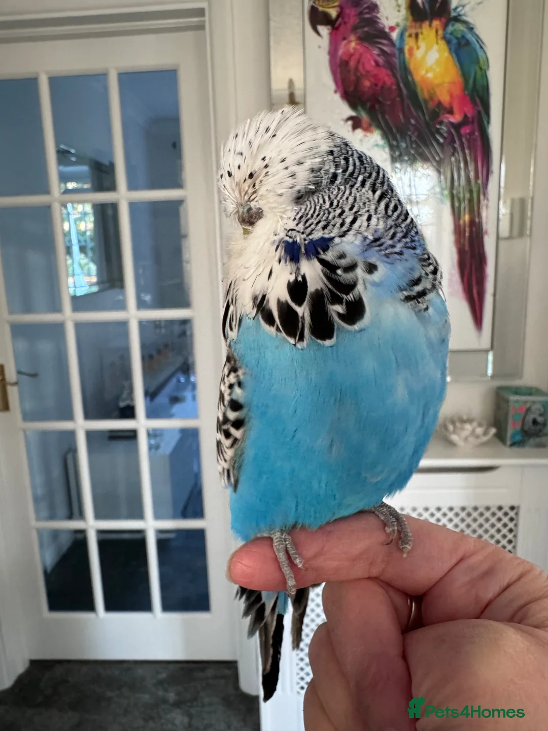 Budgerigars birds for sale: Hand Reared Exhibition Budgie - Advert 1