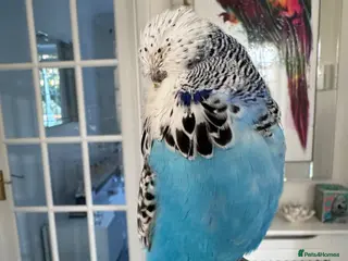 Budgerigars birds Hand Reared Exhibition Budgie - Advert 7