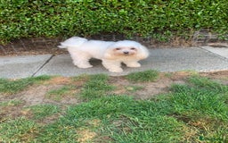 Maltese dogs for sale: Adorable Maltese girls for rehoming 💔 - Image 1