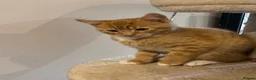 Mixed Breed cats for sale: Kittens  in Perth - Advert 4