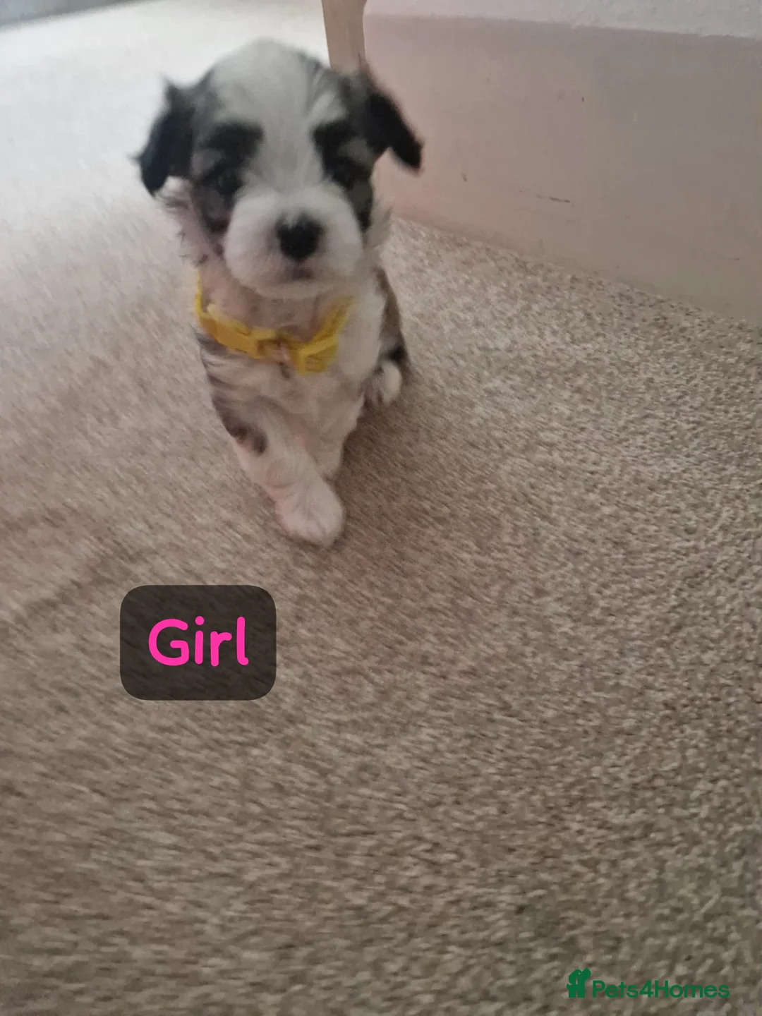 Bichon Frise dogs for sale: 3 bichions for sale - Advert 4