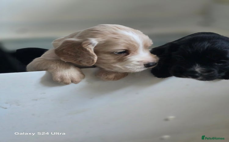 Cocker Spaniel dogs - Advert 16