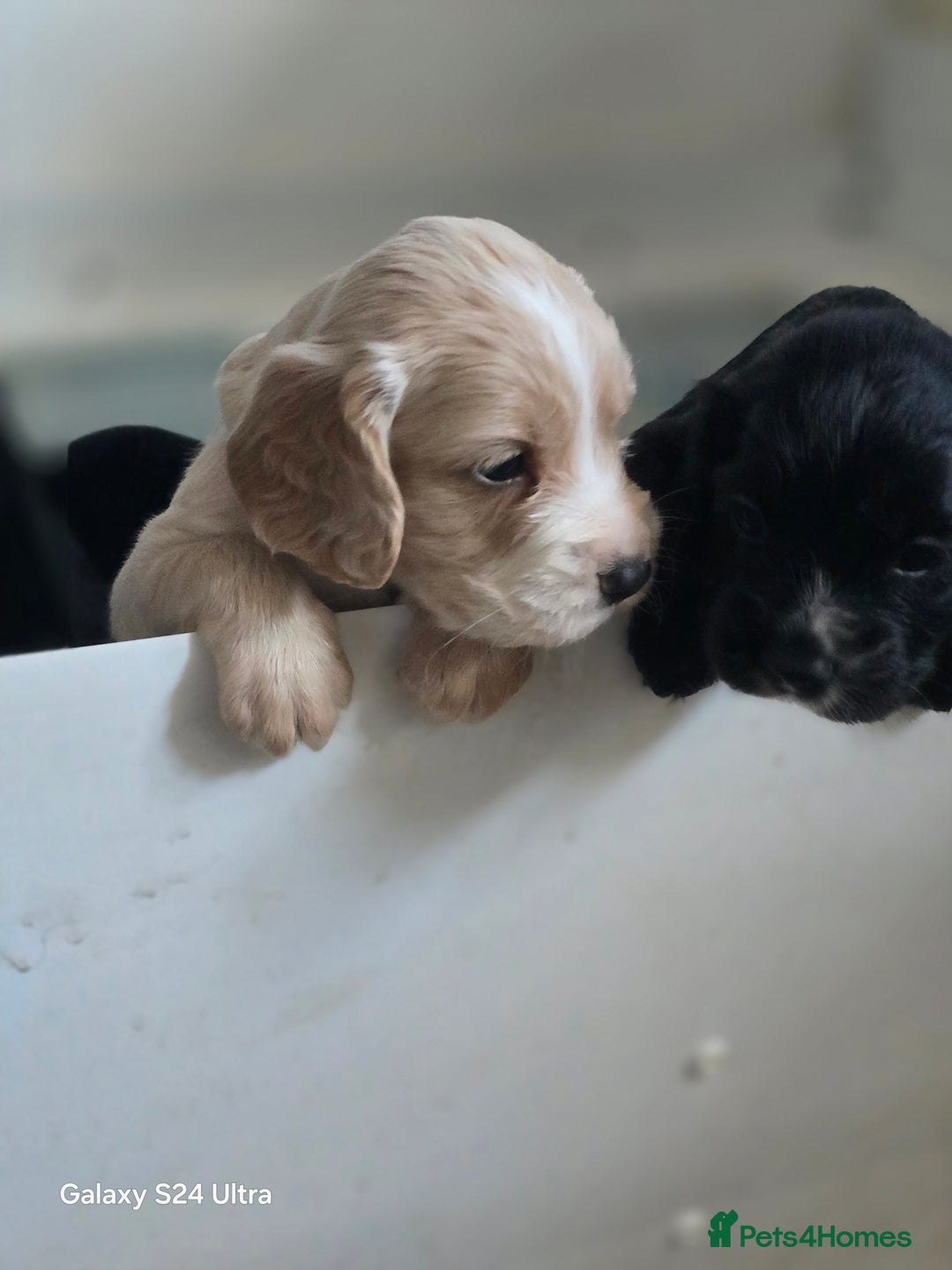 Cocker Spaniel dogs for sale: Cocker spaniel puppies 🐶  - Image 2