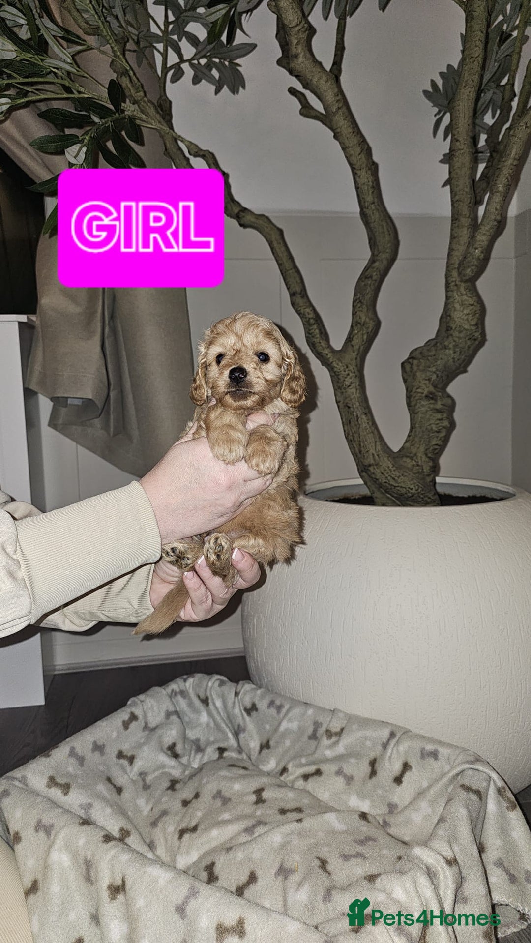 Cavapoo dogs for sale: F1B Cavapoo puppies  - Advert 11