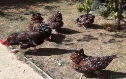 Chickens poultry for sale: Speckled sussex large fowl - Image 4