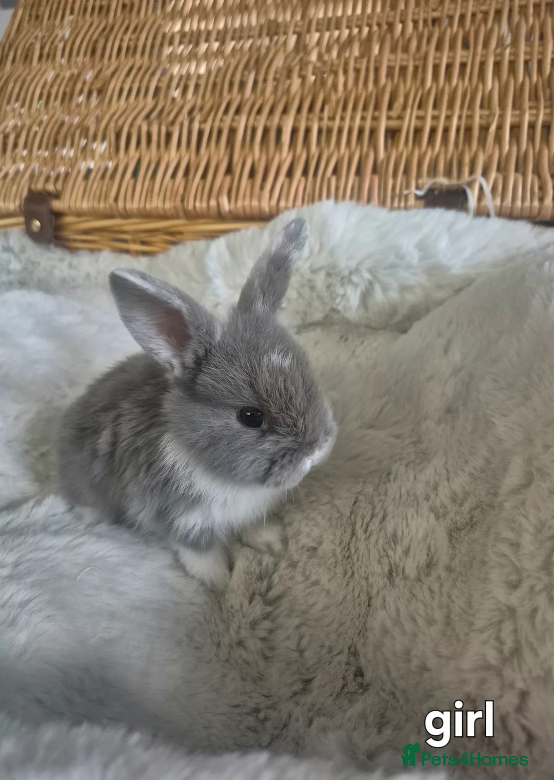 Mini Lop rabbits for sale: 7 mini lop babys for sale in Prudhoe - Advert 12
