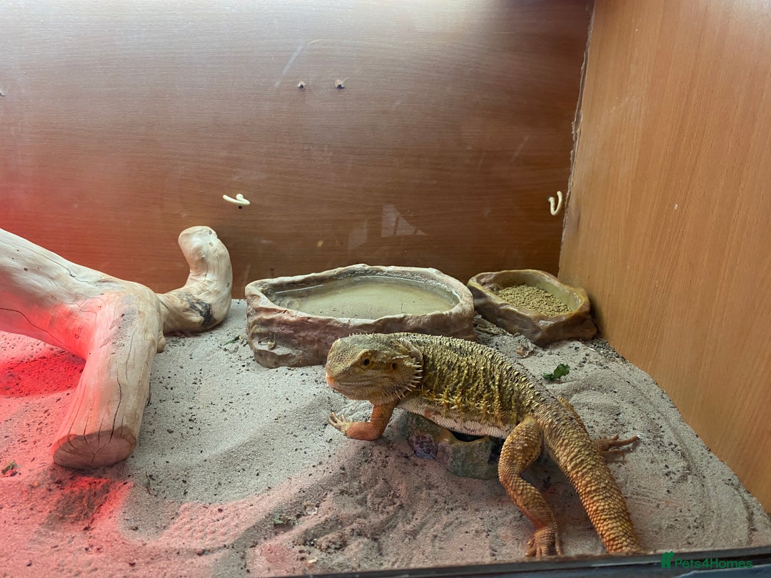 Bearded Dragon reptiles for sale: Bearded Dragon - Image 5