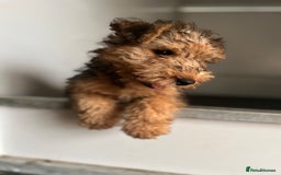 Lakeland Terrier dogs for sale: Lakeland terrier puppies - Image 7