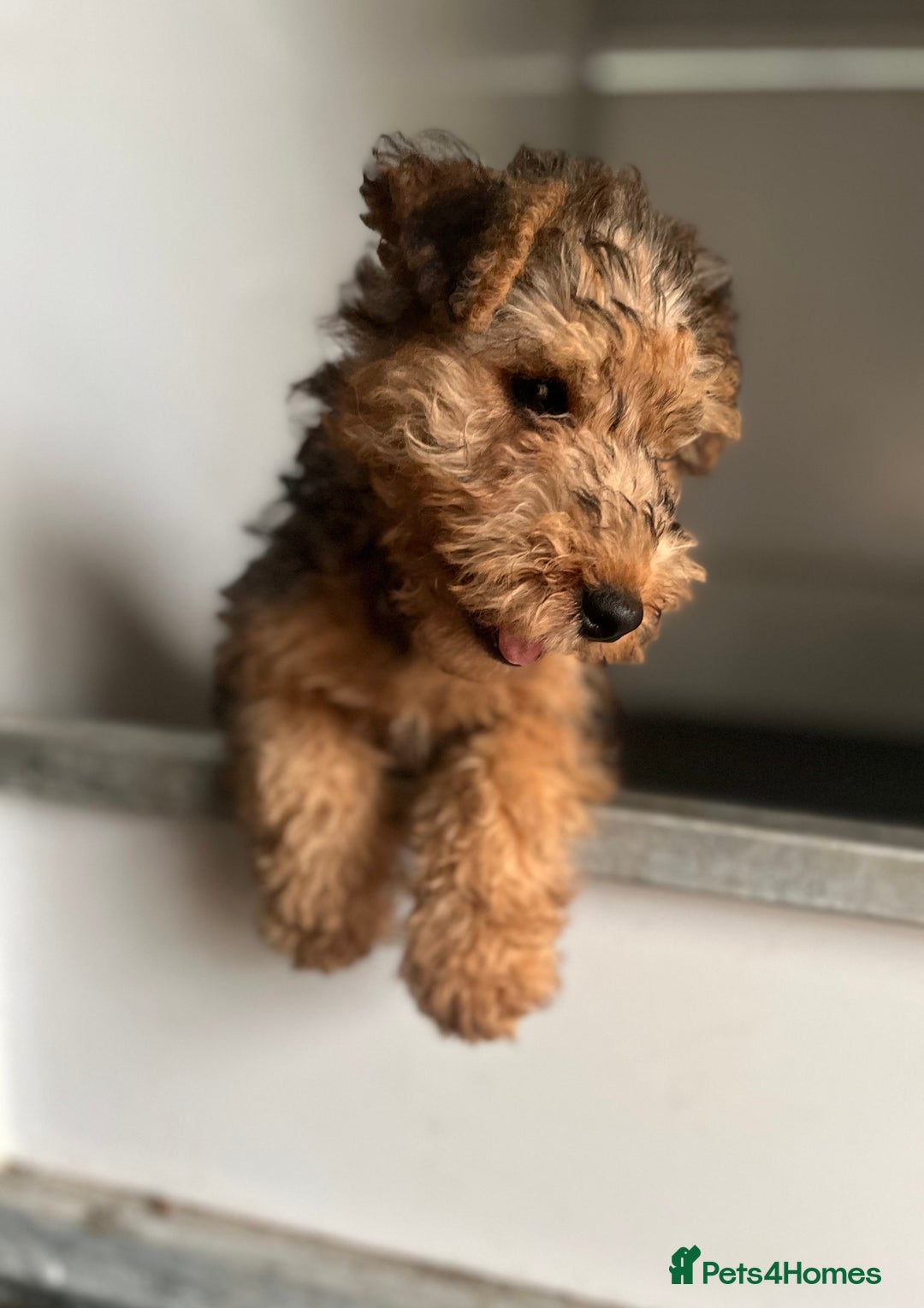 Lakeland Terrier dogs for sale: Lakeland terrier puppies - Image 7