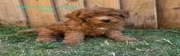 Cockapoo dogs for sale: Stunning Cockapoo Puppies - Advert 2