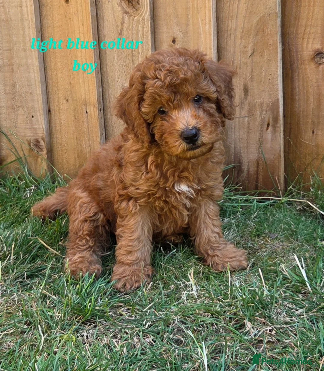 Cockapoo dogs for sale: Stunning Cockapoo Puppies - Advert 2