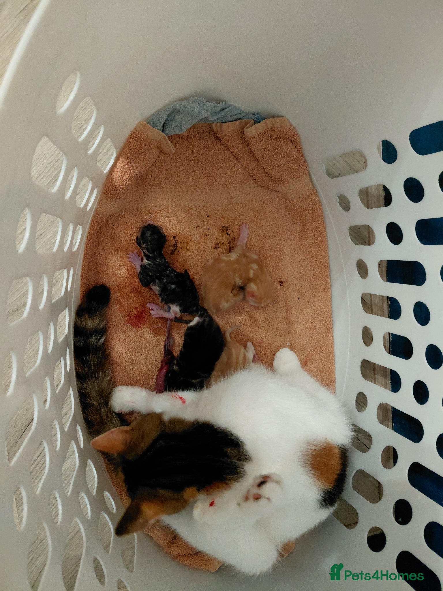 Bengal cats 2 male tabby kittens - Advert 17