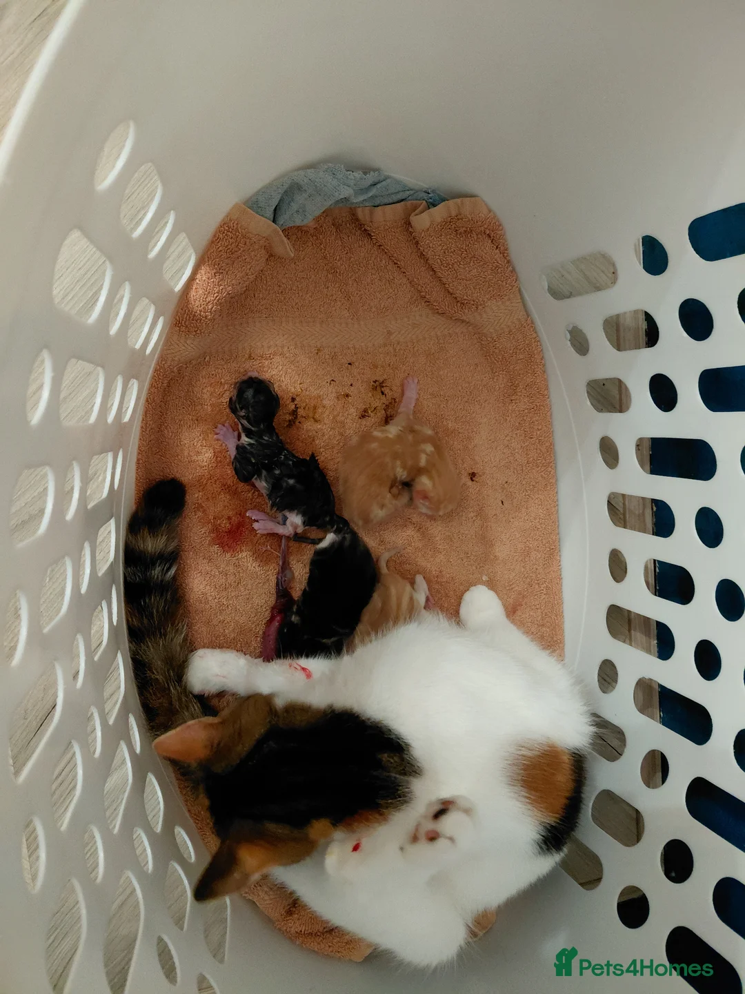 Bengal cats for sale: 2 male tabby kittens - Advert 1