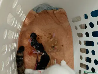 Bengal cats 2 male tabby kittens - Advert 1