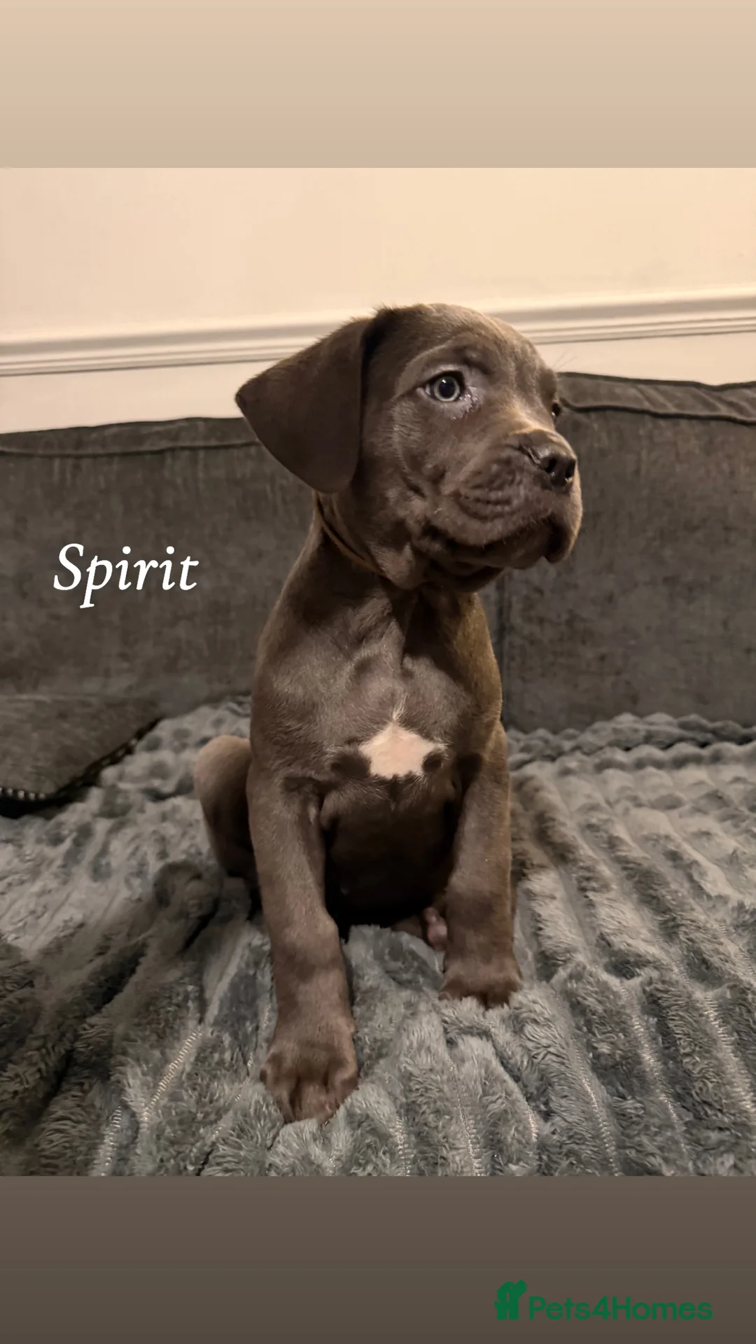 Cane Corso dogs for sale: Blue/lilac cane corsos  - Advert 8