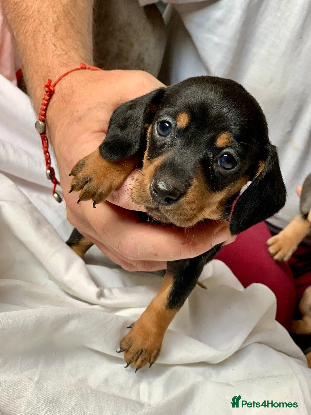 Miniature Dachshund dogs for sale: Miniature dachshund dapples - Image 6