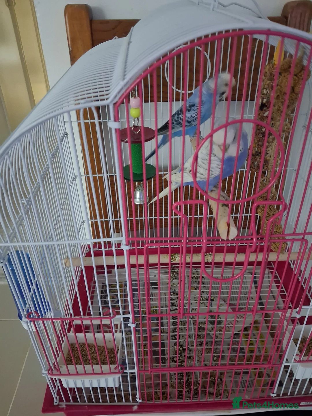 Canaries birds for sale: Badiges in Woodford Green - Advert 4