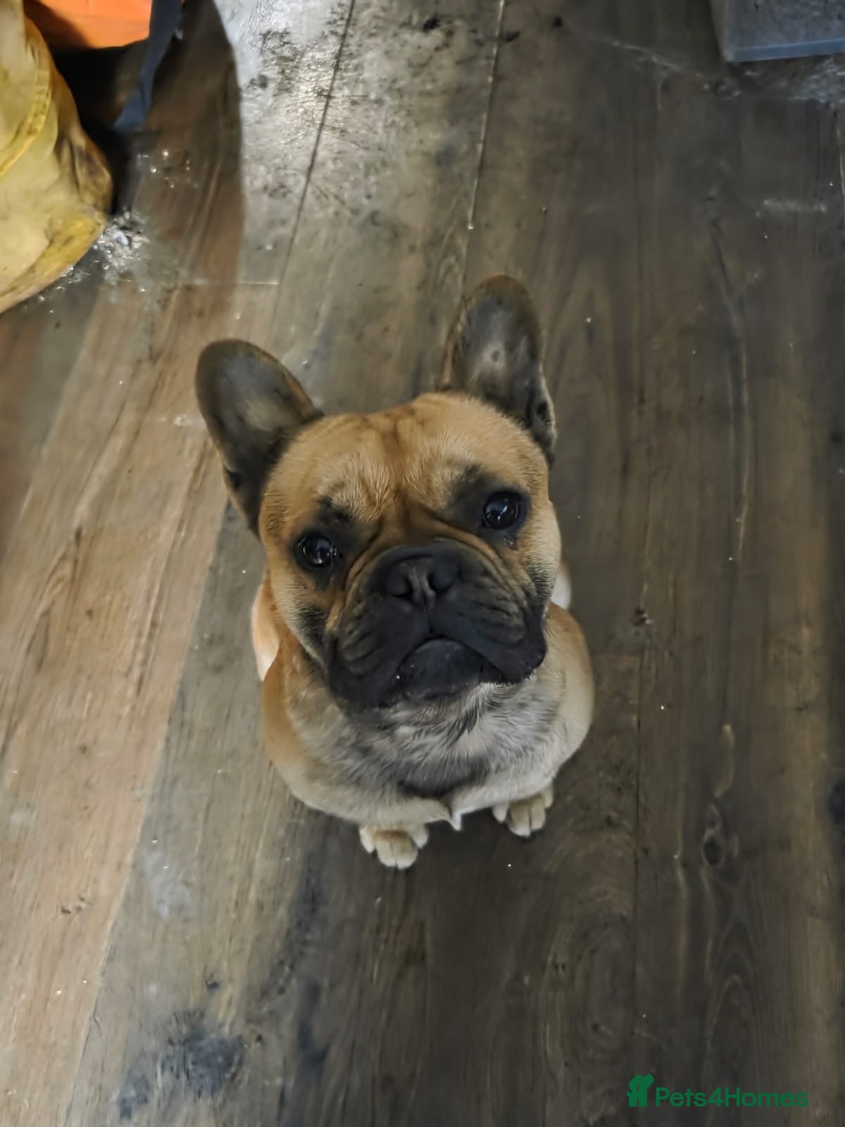 French Bulldog dogs French bulldog - Advert 1