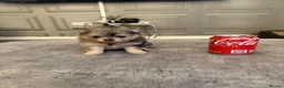 Pomchi dogs for sale: 3/4 poms  - Advert 10