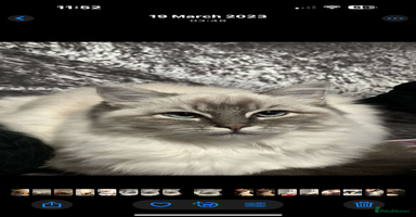 Ragdoll cats - Advert 3