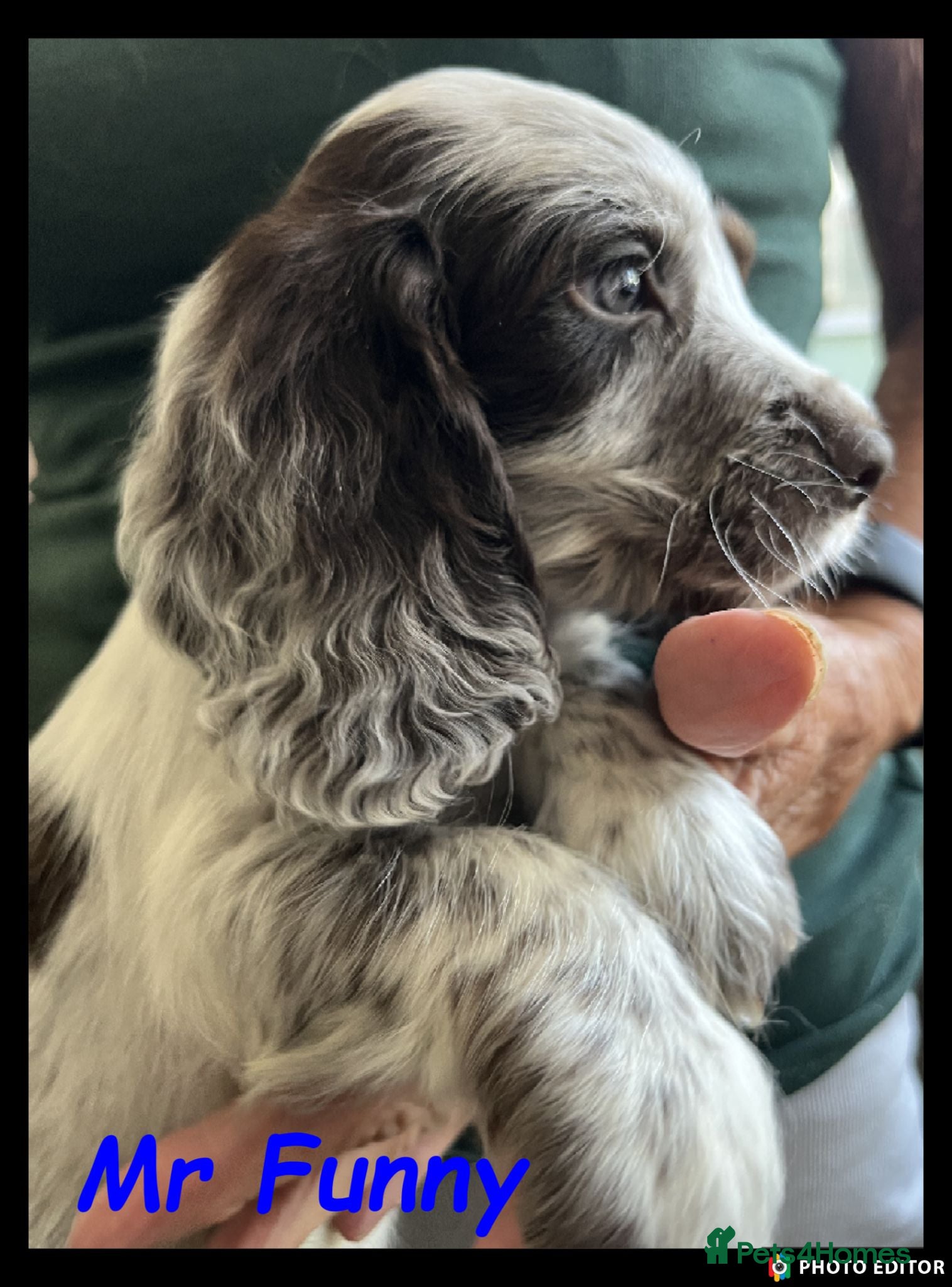 Cocker Spaniel dogs Stunning Cocker Spaniels 💥 - Advert 1