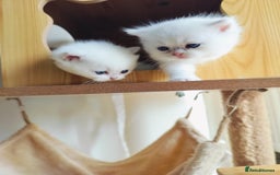 British Shorthair cats for sale: British shorthair kittens  - Image 4