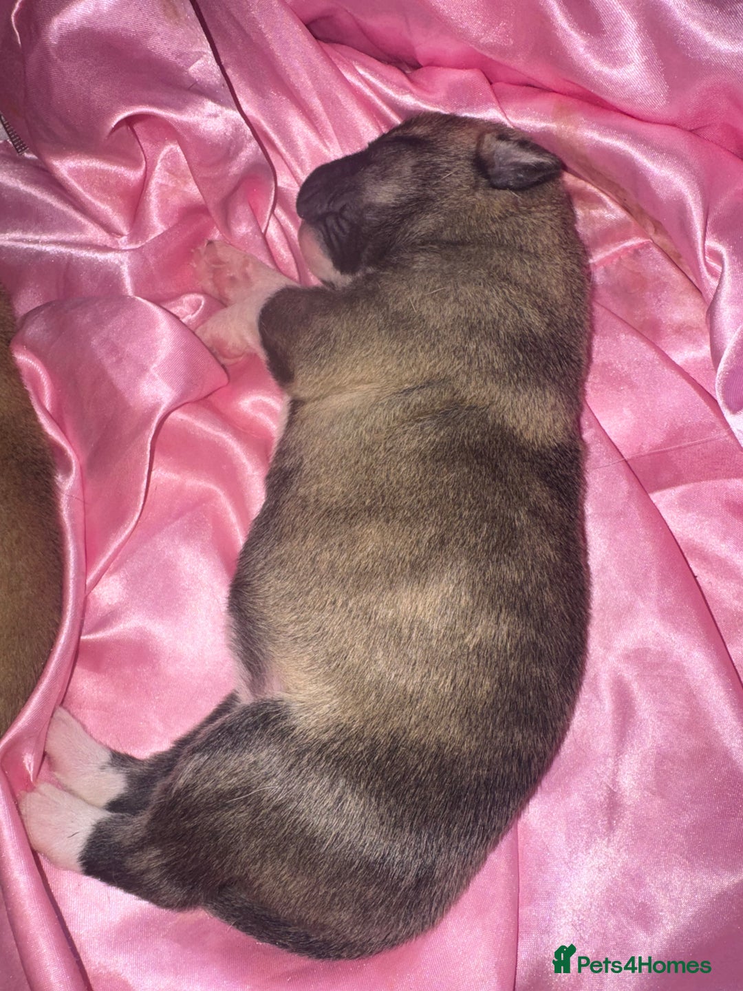 Mixed Breed dogs for sale: Stuffy puppies for sale  - Image 14