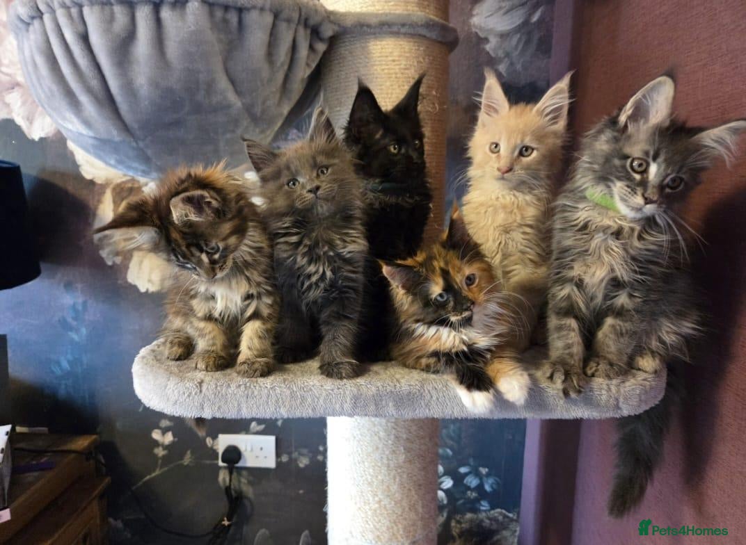 Maine Coon cats Tica, Health Checked Maine Coon kittens - Advert 2