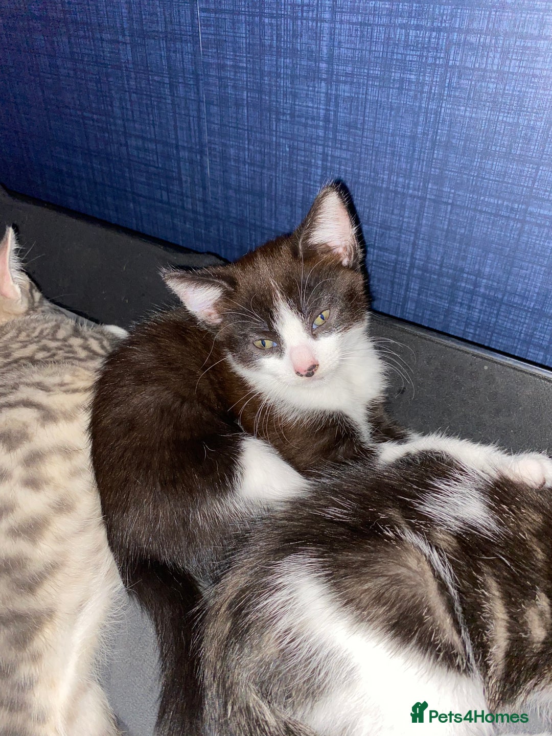 Mixed Breed cats for sale: 2 beautiful kittens  - Advert 10
