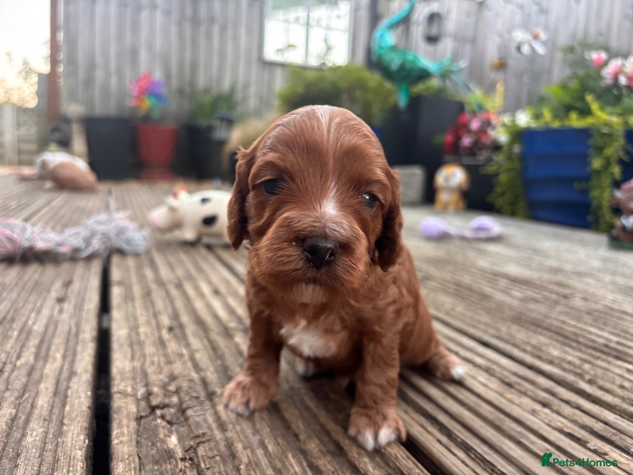 Cavapoo dogs Beautiful Cavapoo puppies  - Advert 14