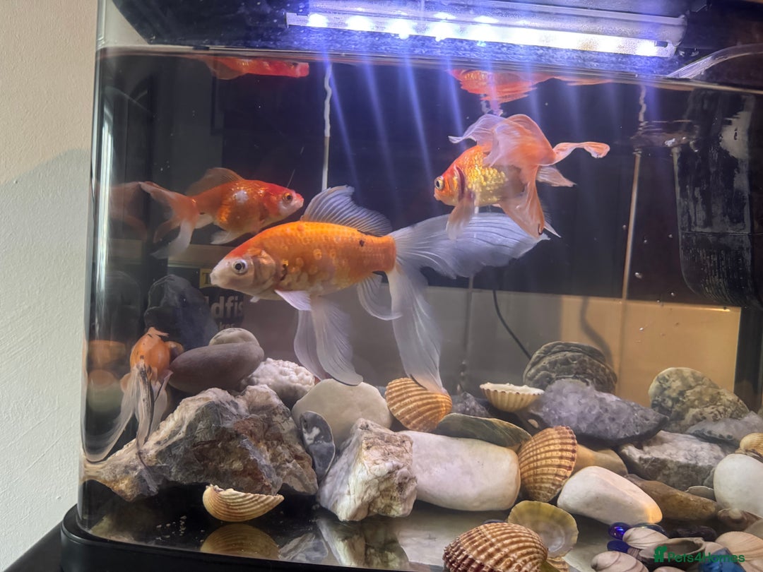 Goldfish fish for sale: Beautiful and healthy goldfish  - Image 2