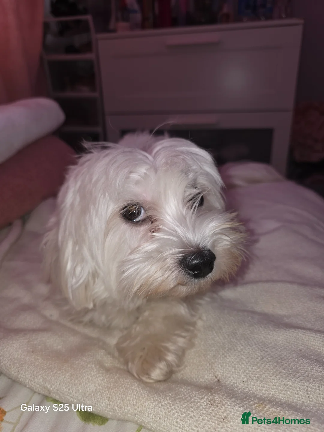 Maltipoo dogs for sale: Multipoo 1 boy 2 girls - Advert 7