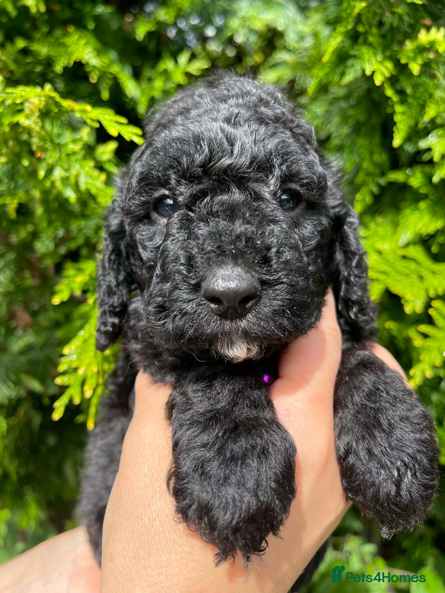 Cockapoo dogs 1 Gorgeous Cockapoo Girl Left - Advert 14