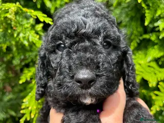 Cockapoo dogs 1 Gorgeous Cockapoo Girl Left - Advert 14
