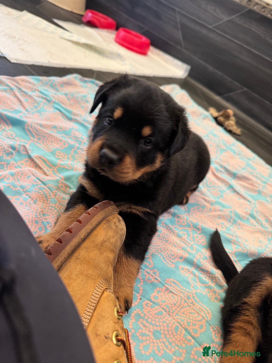 Rottweiler dogs for sale: 3 male Rottweiler pups ready to leave.  - Image 7