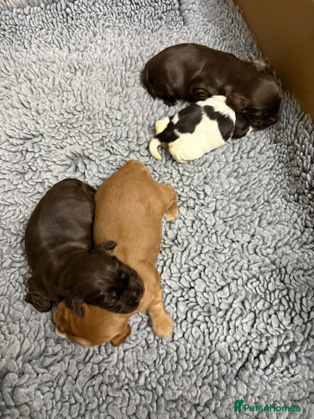 Cocker Spaniel dogs for sale: 5* SHOW COCKET SPANIEL PUPS, PARENTS HEALTH TESTED - Advert 6