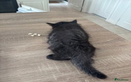 Mixed Breed cats for sale: 4 black fluff balls  - Image 7
