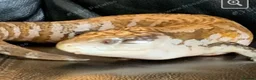 Skink reptiles for sale: Irian Jaya Blue Tongue Skink  - Advert 3