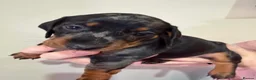 Dachshund dogs for sale: 6 Dachshund beautiful puppies for sale - Advert 3