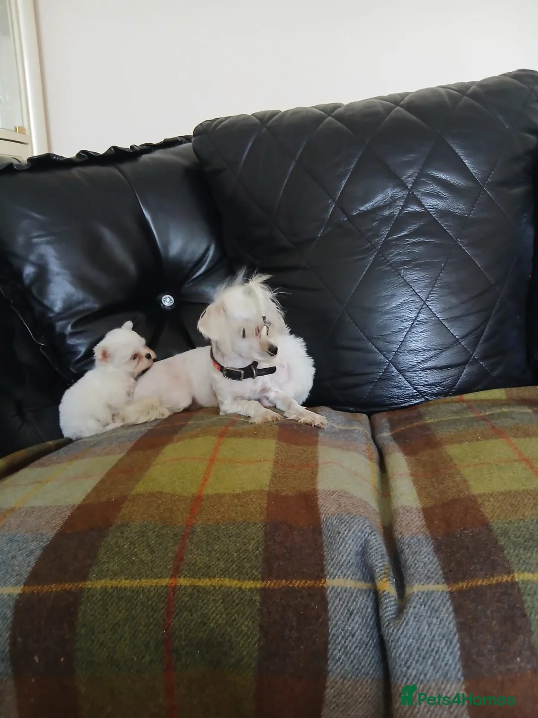 Maltese dogs for sale: Maltese  in Carluke - Advert 1