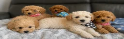 Poochon dogs for sale: Family raised Poochon puppies for sale  - Advert 4