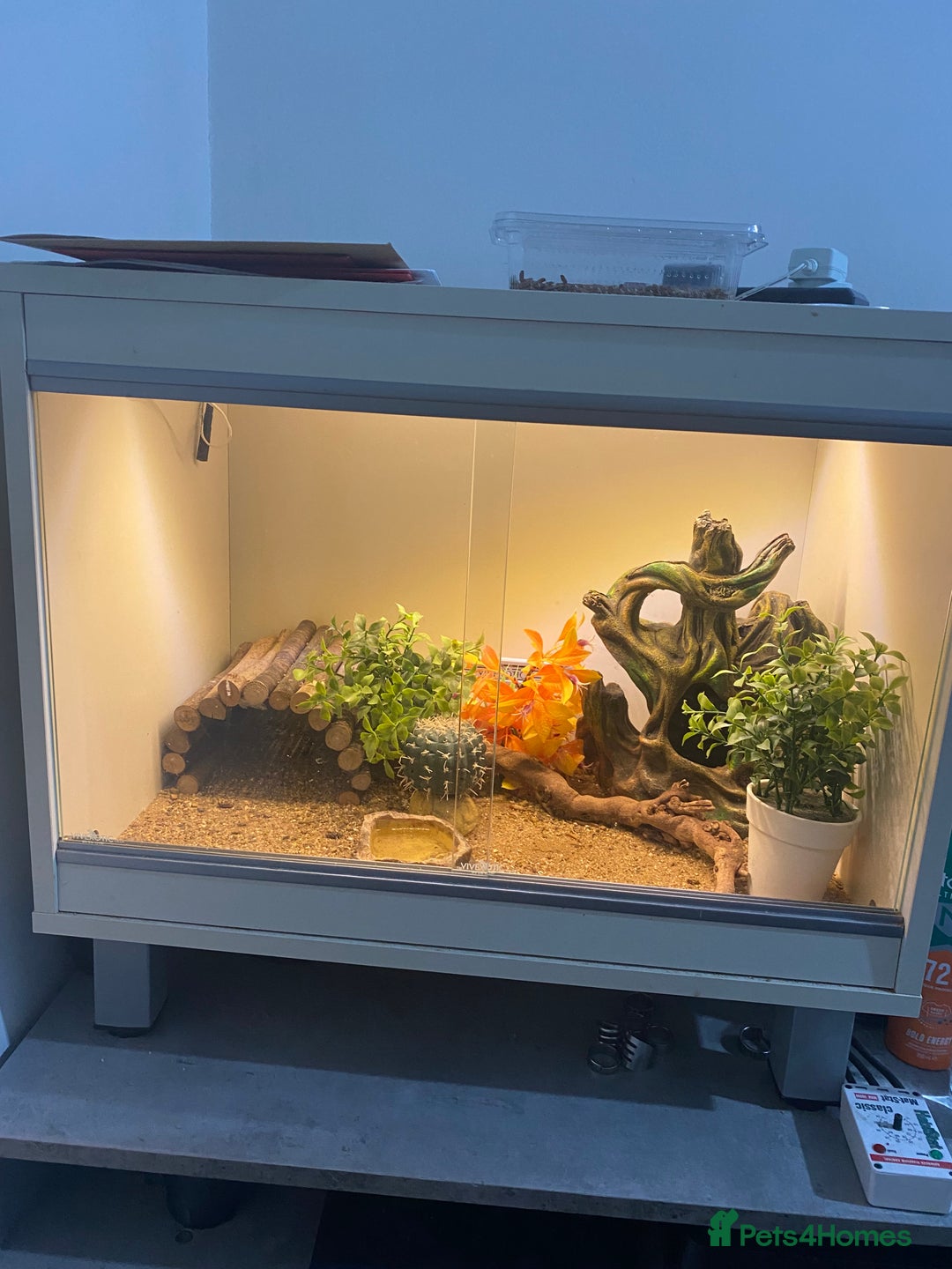 Leopard Gecko reptiles for sale: leopard gecko with enclosure  - Advert 1