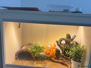 Leopard Gecko reptiles leopard gecko with enclosure - Advert 3